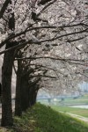 Flowers in Anyang Stream!!